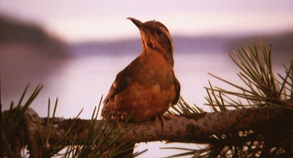 ThatsOurWaldo's tweet photo. To those who need to hear this: it's OK to rewatch Twin Peaks for the 10th time. https://t.co/8VNVUMISLw