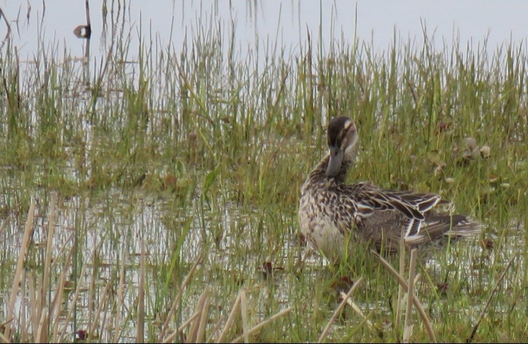 Garganey pair on Lady Fen this morning, viewed from the cafe veranda. Treat yourself to a hot drink and a slice of cake whilst spotting summer arrivals and signs of spring 🦆 Come and share your spring highlights with our team, we'd love to hear them 😁 📷 Ginny Evans