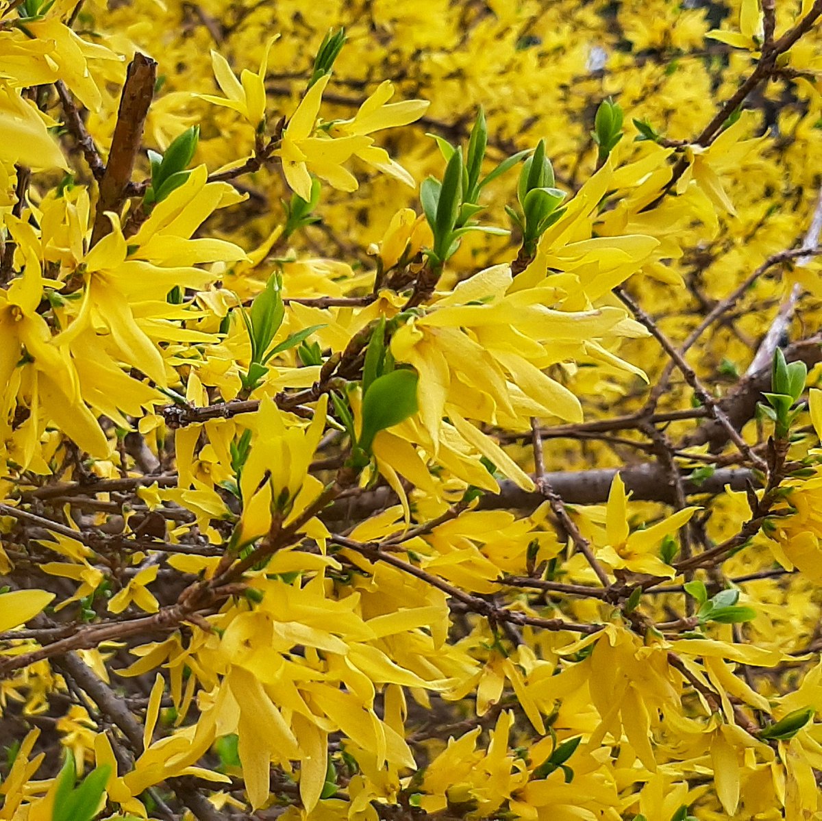 To  the summons of light,the plant responds with the flower, to the summons of life,the heart responds with love,to the summons of love,love itself responds with friendship because friendship is the transcendence of love,without friendship even love cannot be given nor received.