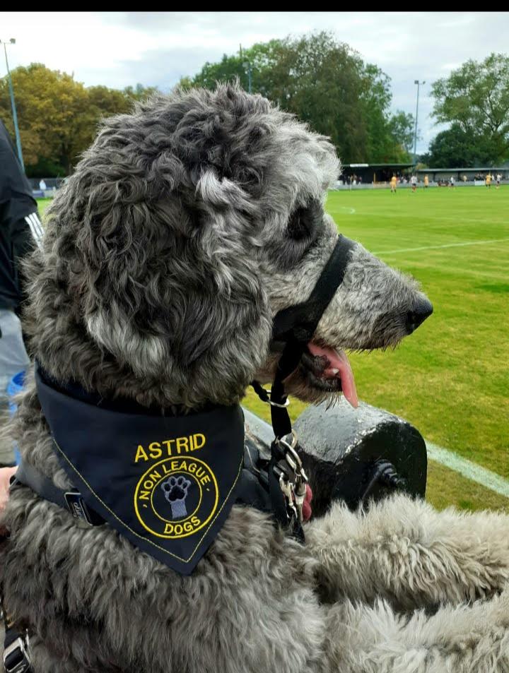 vmfootietrips's tweet photo. As it's @nonleaguedayuk day tomorrow show us the pics of your @nonleaguedogs bandana brigade. Football is for everyone including dogs . @NonLeagueCrowd @nonleaguevol #dogsatfootball #bandanabrigade https://t.co/O3PgOFjI4P