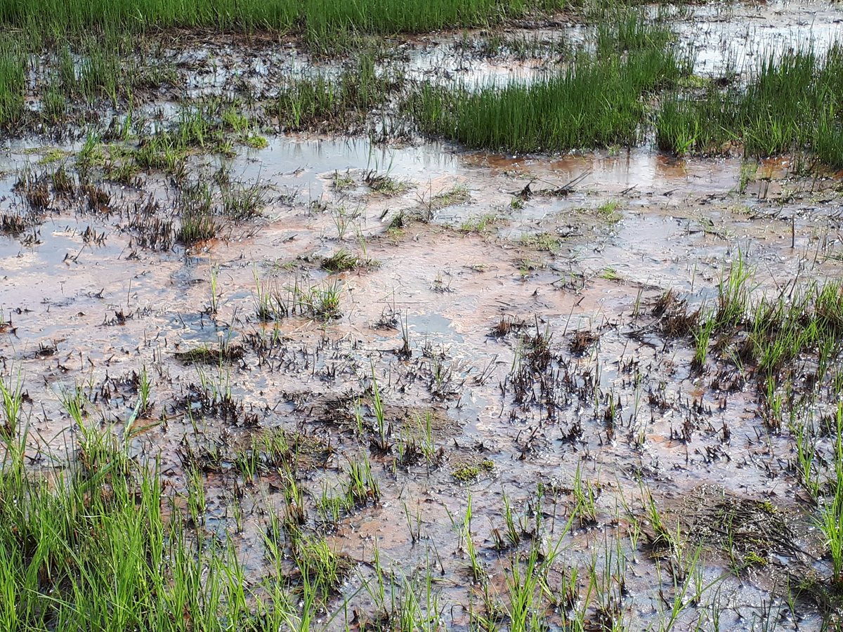 #wereldwaterdag 
#wijst #Peelrandbreuk