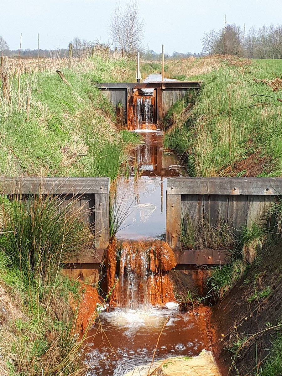 Anne van Kuijk tweet media