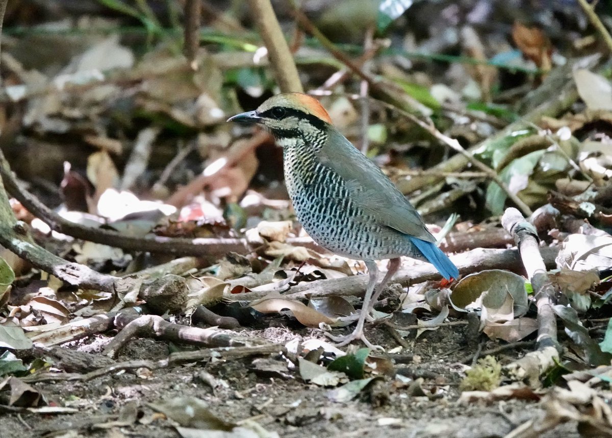 Oh my! This gorgeous bird hopped out in front of our group today - Blue Pitta!! Superb doesn’t cover it. Vietnam is producing fantastic birds. Come & join us. #Vietnam #birding #birdwatching #birdtour #pitta #birds #birdphotography #FridayFeeling #lifer #mega