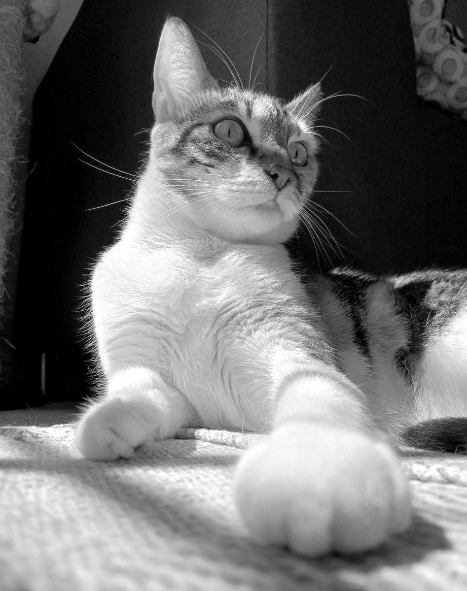 🤍🖤🤍😼👑

#catlife #catsinblackandwhite #catqueen #catroyalty #catsnoirfriday 

instagram.com/p/C40CvpbI2C8/