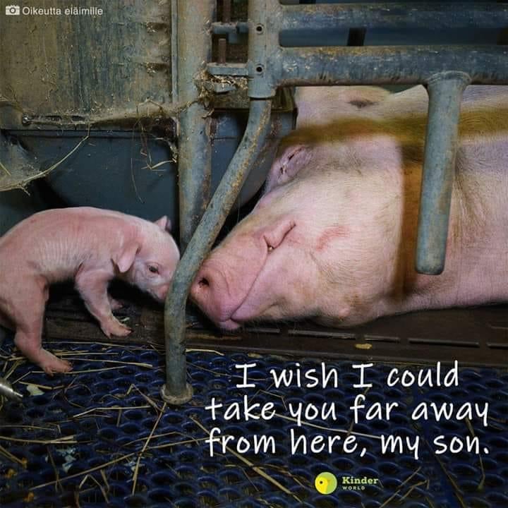 ABiezeman's tweet photo. @HildeKalthoff @roosvonk @kovanhuissteden HUH? ALLE dieren #veeindustrie zijn overgeleverd aan grillen &amp; mishandelingen van meedogenloze monsters, vanaf geboorte (#krulstaartje afbranden zonder verdoving!) t/m weerzinwekkende moord in slachterij. WAT IS DAN HET VERSCHIL! Varkens, kippen, koeien etc hebben zelfde emoties! https://t.co/Y454ezb51C