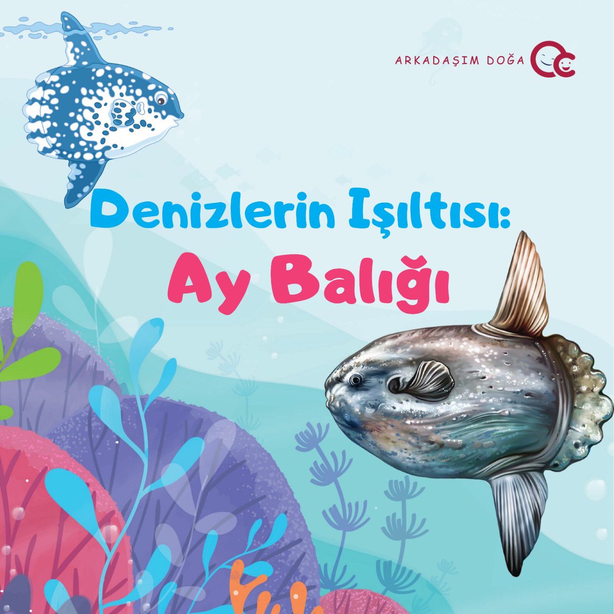 Merhaba arkadaşlar,

Dergimizin son sayısında yer alan Arkadaşım Doğa bölümünde bu kez ay balıklarını tanıyoruz.🐟

Denizin içinde ay gibi doğan bu esrarengiz balıkları gelin yakından tanıyalım. 🌊🌜

👉ailecocuk.aile.gov.tr

#ailecocukokuyorum
