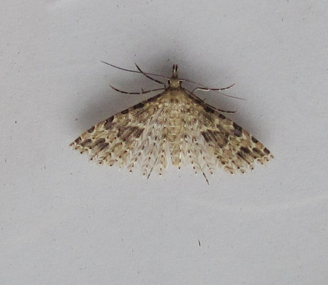 Twenty-plume a FFY from last nights Broadwey trap. Thought I had already posted this, but seems to of disappeared.