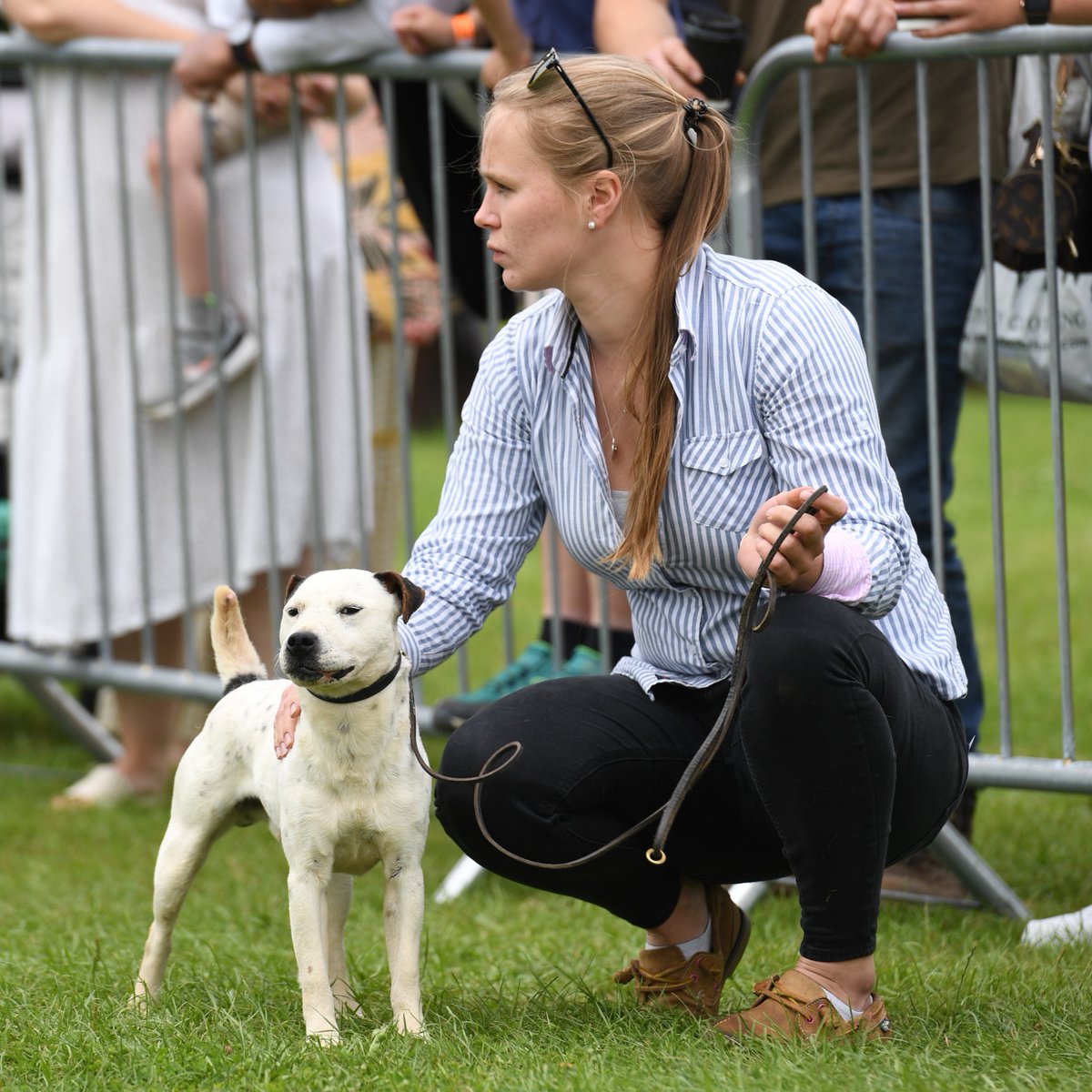 Entries are now open for Working Terrier classes at the Great Yorkshire Show (9-12 July 2024). Details are available to download from our website - greatyorkshireshow.co.uk/entry-forms-an…