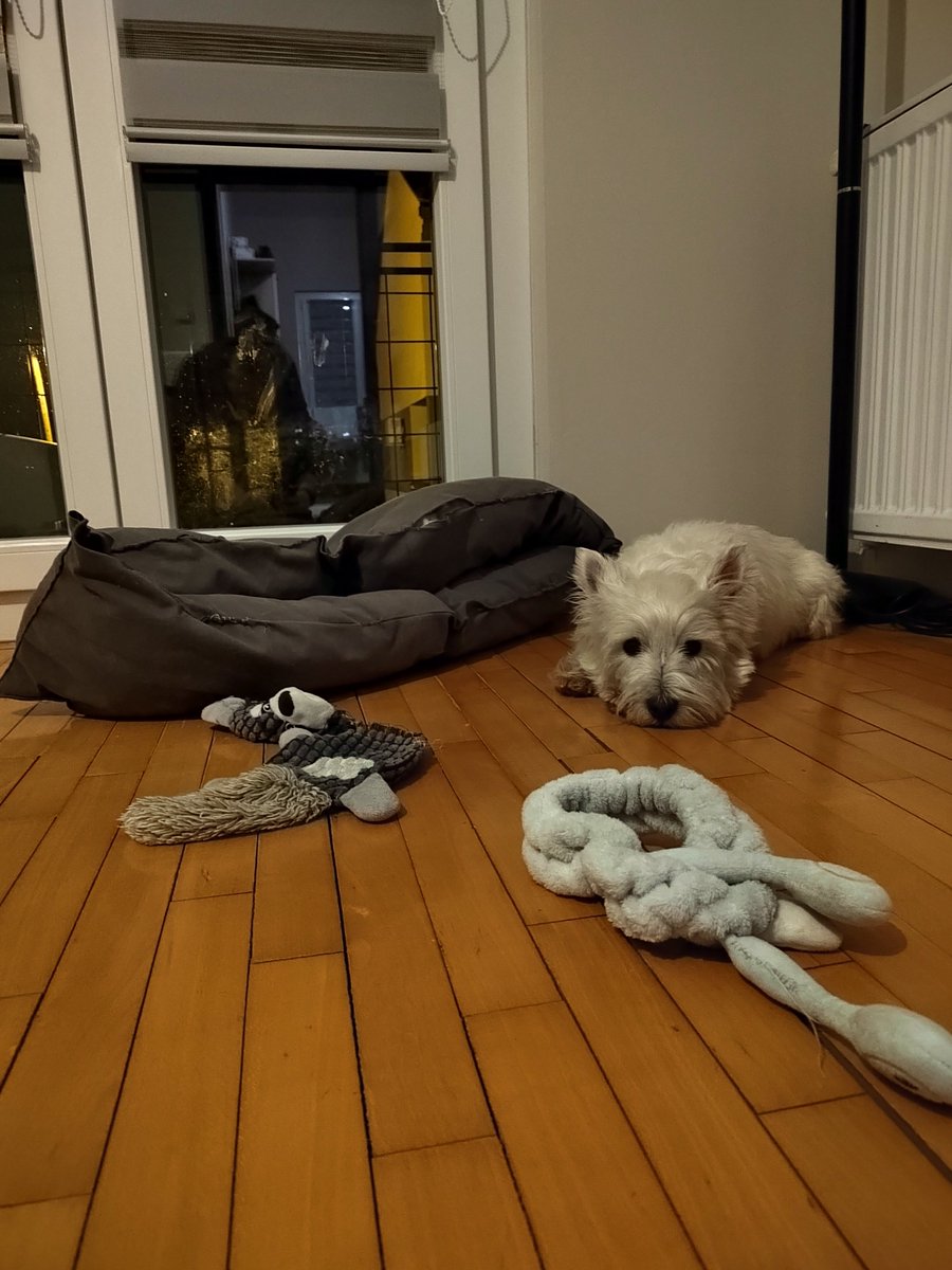 #jerry #westie #terrier #playtime #tired #dogsofx #dogslover