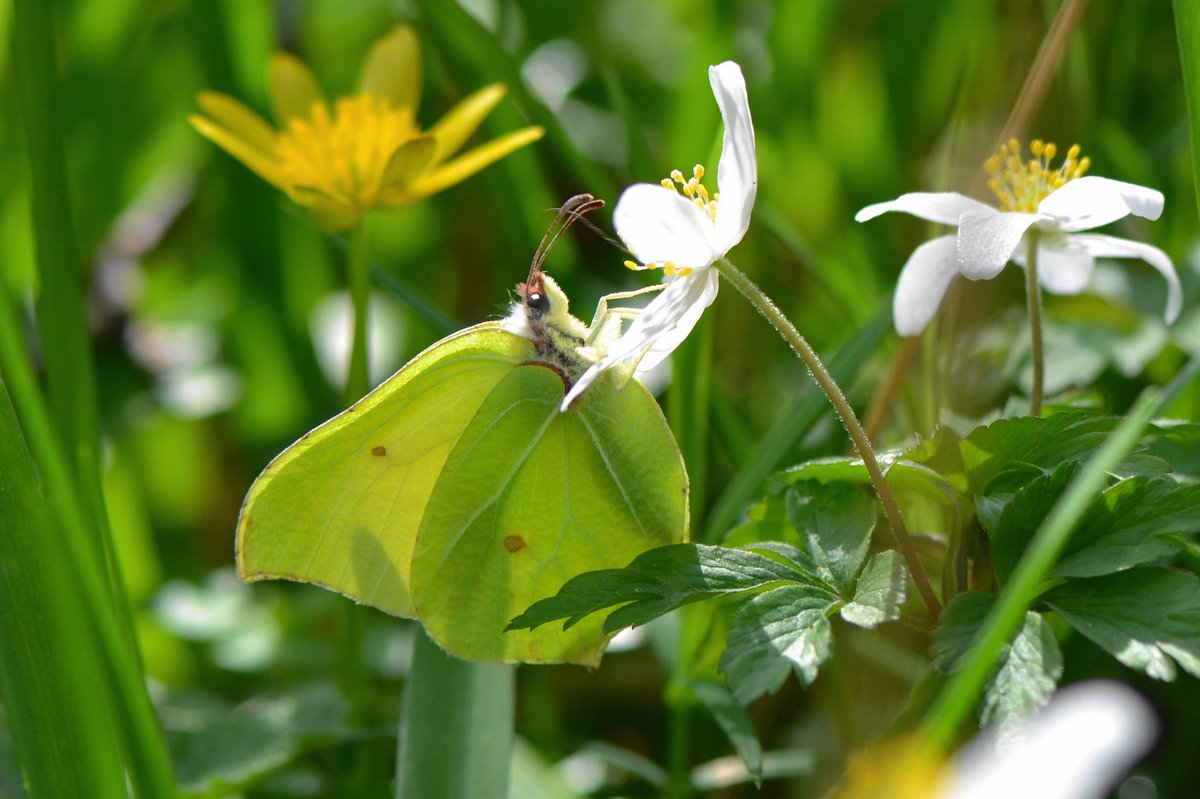 Spring things in the wood: Brimstone butterfly, Celandine and Wood Anemone. 💚💛🤍 @savebutterflies #Spring