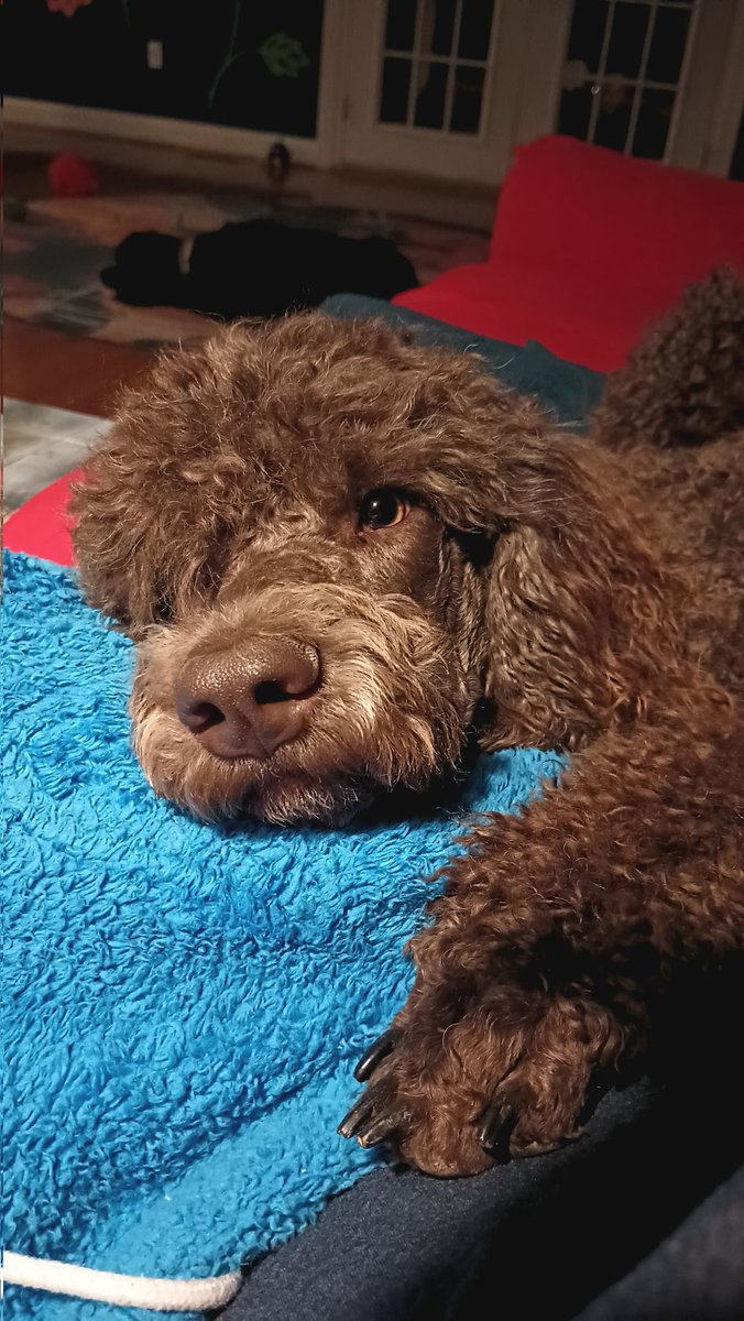 Maize doesn't mean to bother me but just noticed that I finished my coffee and was politely wondering if I could get around to feeding her anytime now. #now #howaboutnow #foodie #hungry #always #standardpoodle #begging #hungryeyes #please #mustachemaize #puppydogeyes