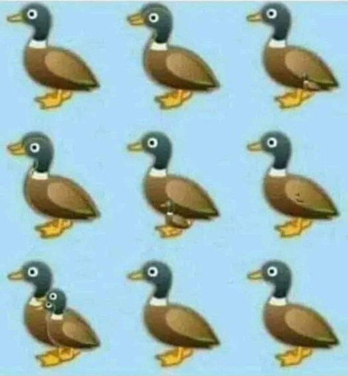 gunasakthi01's tweet photo. Eye test.

How many ducks do you see? https://t.co/nMB4BbZk1f