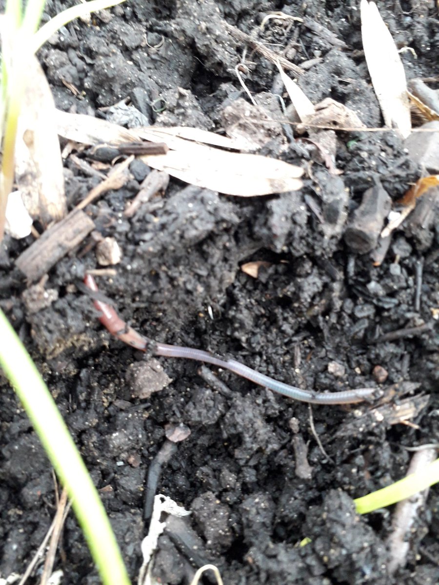 Weeding & worms with the young food growers in the afterschool club at @SurreySqSchool Always lots of screaming & laughter, the pupils are kind, handle them & put them back in the soil, understanding how important they are. #Kindness #foodeducation #enjoyment #outdoorlearning