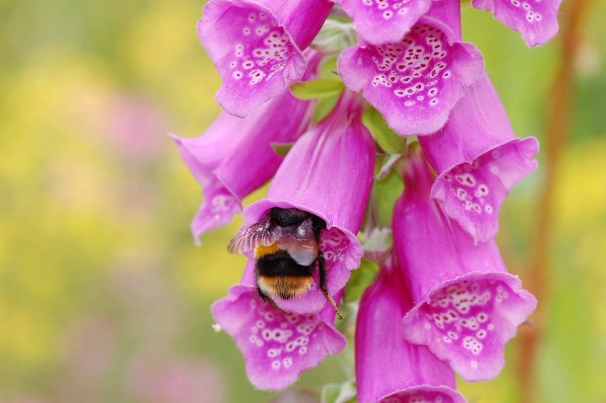 Bees need food up to a month earlier than it's provided by recommended pollinator plants - new study by @UniofOxford @UniofExeter @UniofExeterESI @UniExeCornwall Press release 👉 news.exeter.ac.uk/faculty-of-hea… Full paper 👉 resjournals.onlinelibrary.wiley.com/doi/full/10.11… 📸 Matthias Becher