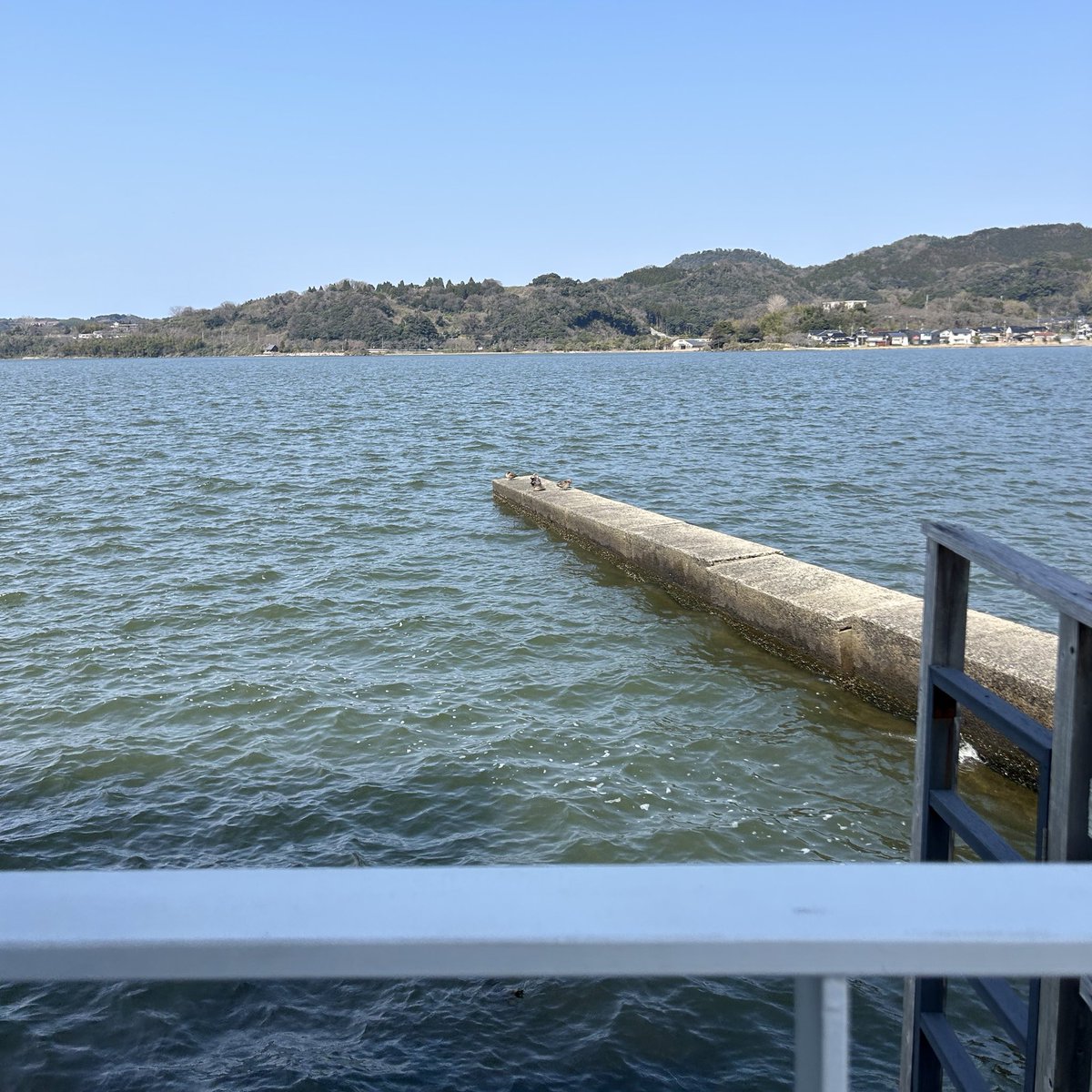 池にあるハクセン🦆