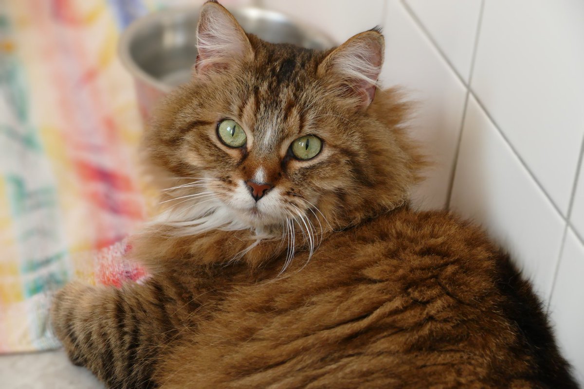 Pinseline

#Katzen #Fürstenberg #AdoptDontShop