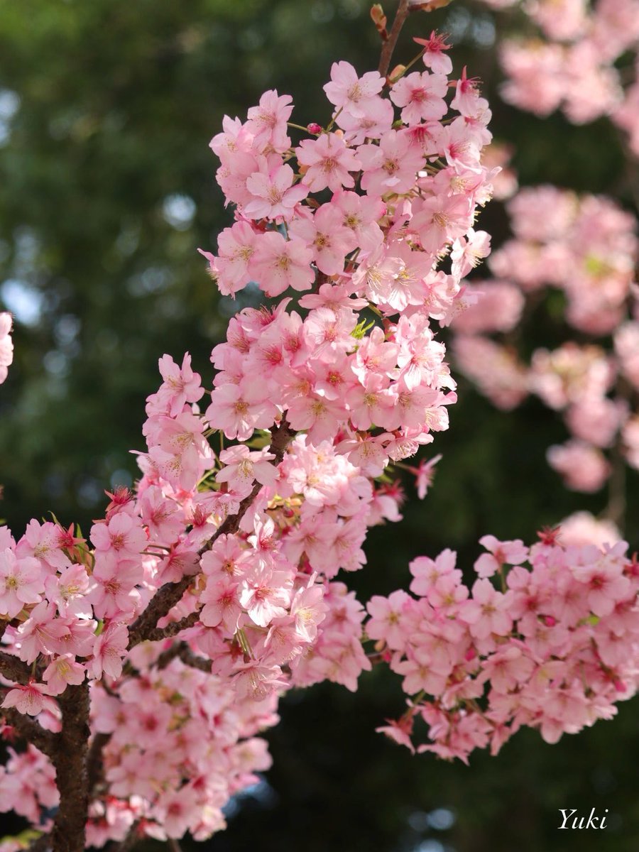 こんばんは✨

雨引観音付近にて
   🌸満開の河津桜🌸
  2024/03/17

今日も一日お疲れ様でした.☪*ﾟ

#photography
#こんな時こそTLに花を咲かせよう