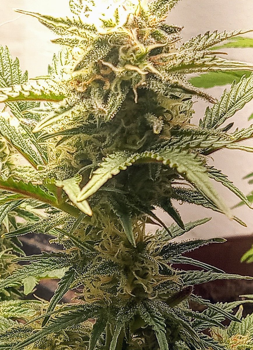 Mein Baby ist in 10 Tagen legal🌱😍
Wir haben es geschafft, die Welt wird ein kleines Stückchen besser 🥦💚