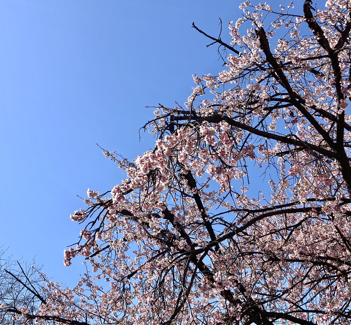 「今日は咲き始めた桜をチラリと見ることができ嬉しくなりました。 」|なかたこつぶのイラスト
