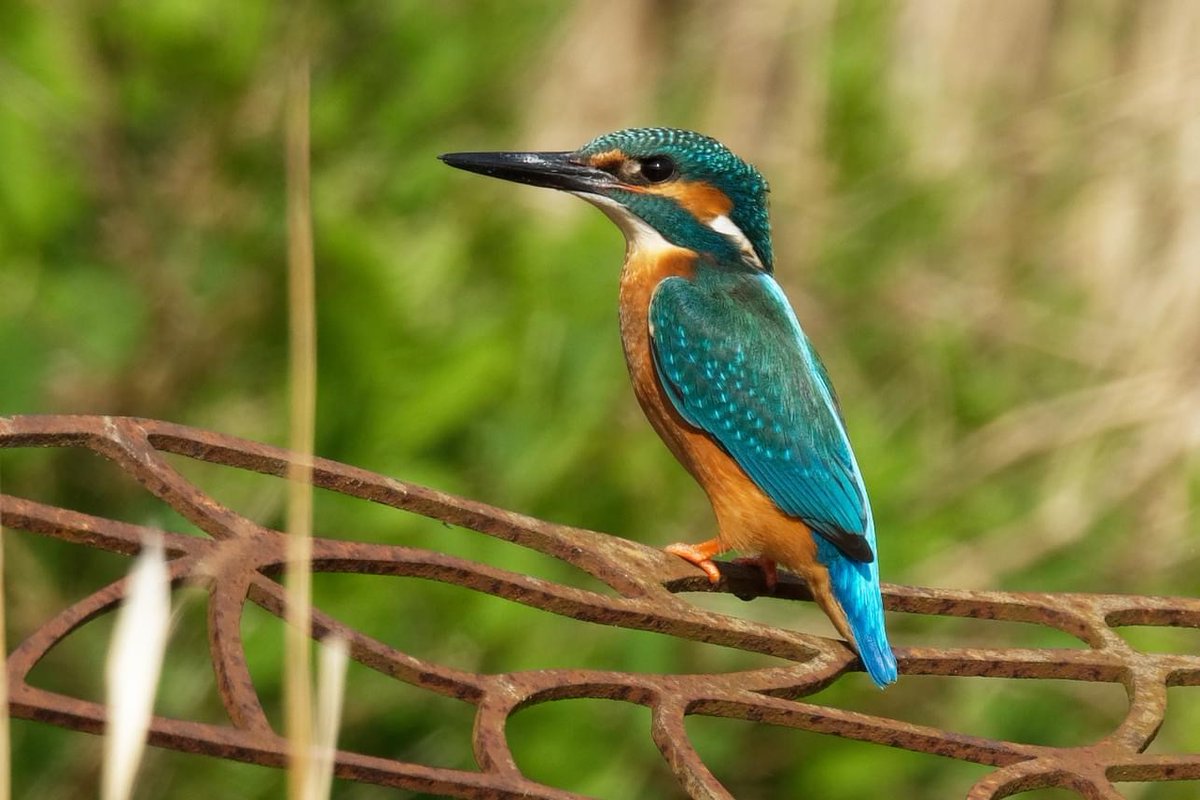 We have taken the difficult decision to close the MDZ hide from today to protect our kingfishers and their potential nesting site. The male has dug several nest holes and the female is showing an interest. Once the nest is established we will reopen the hide. John Humble credit