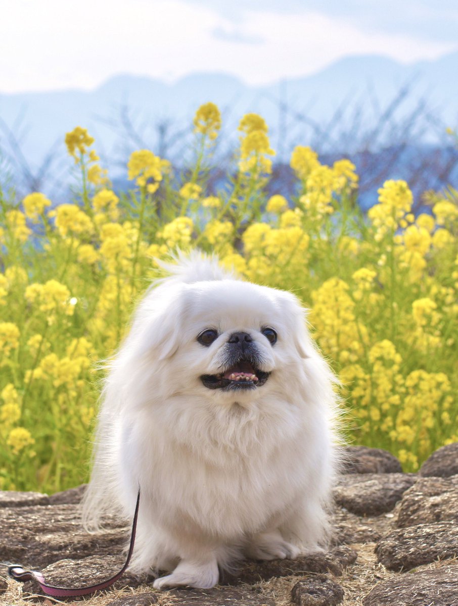 Full of canora flowers 🐶🌼🍀
#Pekingese 
#MilfyThePekingese 
#AzumayamaPark 
#SpringIsInTheAir 
#TopOfTheHill 
#SweetSmile 
#HappyFriday 
#HaveAPeacefulDay