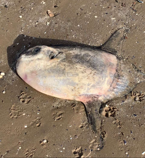 Our new #sunfish paper is out!🐠🐟🐡New northerly limit for the sharptail mola: first sighting of Masturus lanceolatus in the northeast Irish Sea onlinelibrary.wiley.com/doi/10.1111/jf… Great fun with Tierney Thys & Declan Quigley, photo credit Niamh Gilmore, published @TheFSBI #Mola