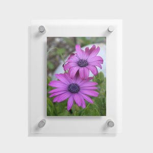 Purple and Pink African #Daisy #Flowers #WrappingPaper #taiche #society6 #osteospermum #wrappingpaper #wrapping #giftwrap #packaging #giftwrapping #gifts #gift #wrappingpresents #stationery #wrappinggifts #giftwrappingideas society6.com/product/purple…