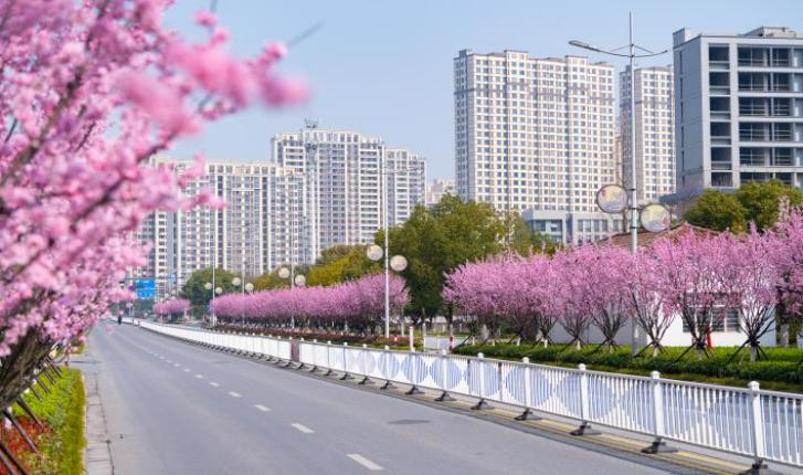 Jiascinating's tweet photo. Experience the enchanting beauty of #JiaxingPort! Over 600 blossoming #plumtrees line the 1.9km road, resembling a picturesque pink ribbon.🤗 🌈#SpringBeauty https://t.co/ncLqdUxeCI