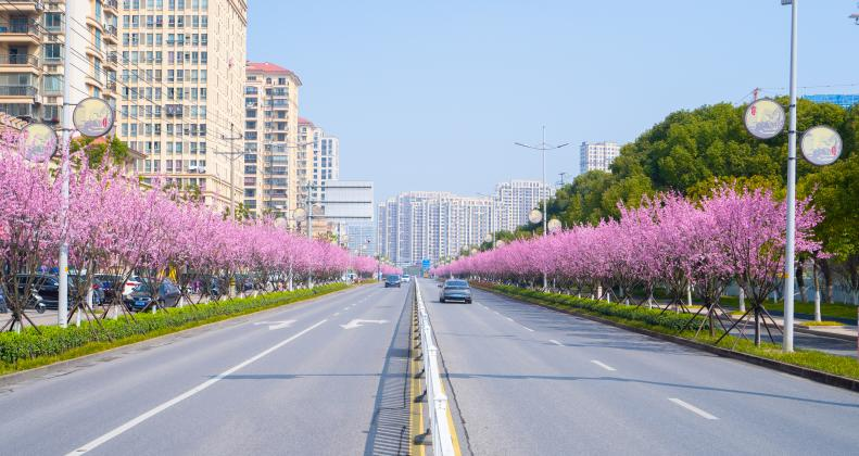 Jiascinating's tweet photo. Experience the enchanting beauty of #JiaxingPort! Over 600 blossoming #plumtrees line the 1.9km road, resembling a picturesque pink ribbon.🤗 🌈#SpringBeauty https://t.co/ncLqdUxeCI