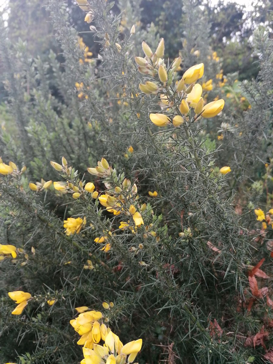 More yellow flowers today! This time, it's gorse. An evergreen shrub that flowers for a long time. Did you know that you can pick the flowers and use them for flavouring drinks? #ukshrubs #gardening #ukgardens #gardeninspiration #ukwildlife