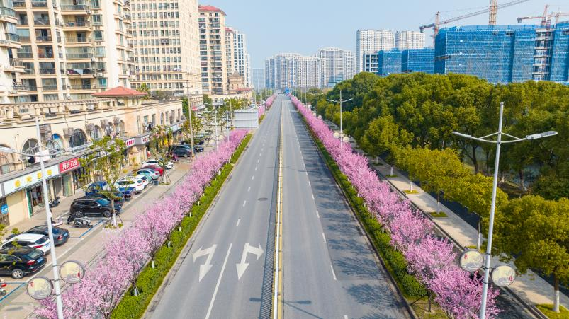 Jiascinating's tweet photo. Experience the enchanting beauty of #JiaxingPort! Over 600 blossoming #plumtrees line the 1.9km road, resembling a picturesque pink ribbon.🤗 🌈#SpringBeauty https://t.co/ncLqdUxeCI