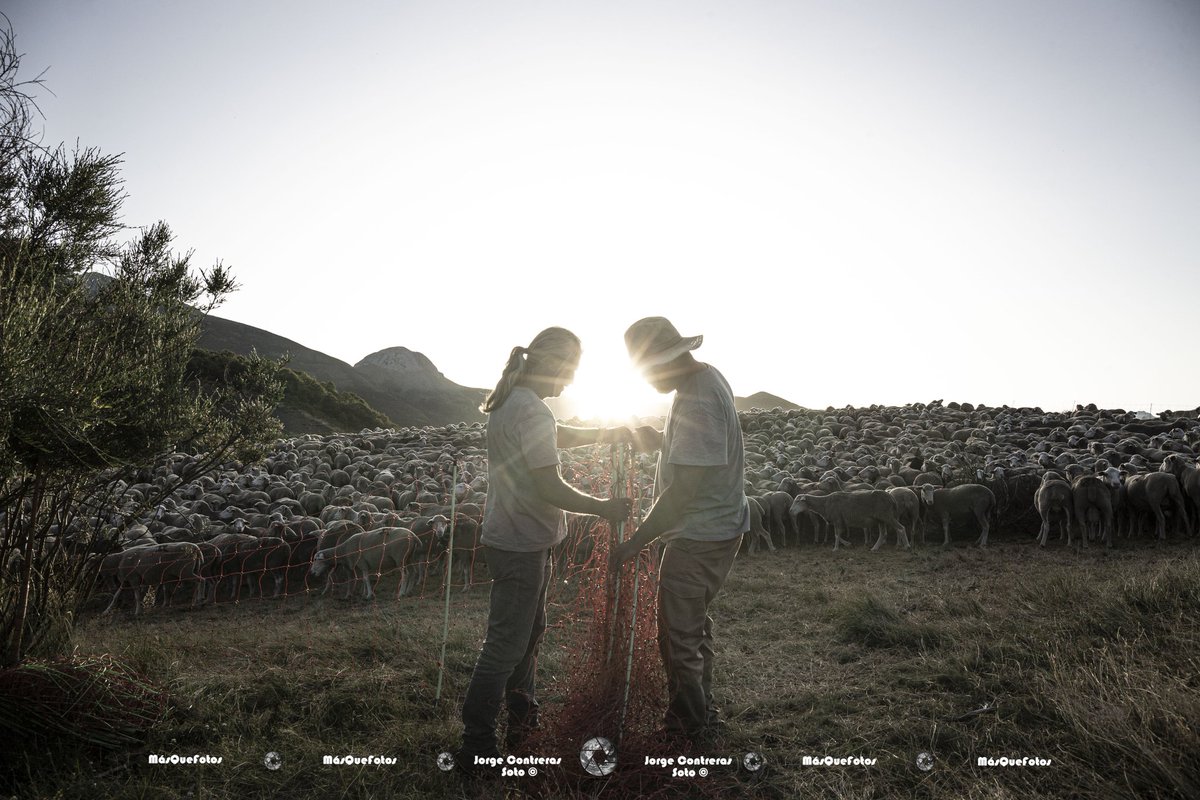 💨MÁXIMA DIFUSIÓN 🐑🐑
Desde la Fundación Monte Mediterráneo se está buscando a pastorxs para trabajar en la Cordillera Cantábrica.

Las fechas son del 1 de junio al 31 de octubre.
Para más información:
639 70 53 75 (Juan Luis)
959 50 70 18
juanluis@fundacionmontemediterraneo.com