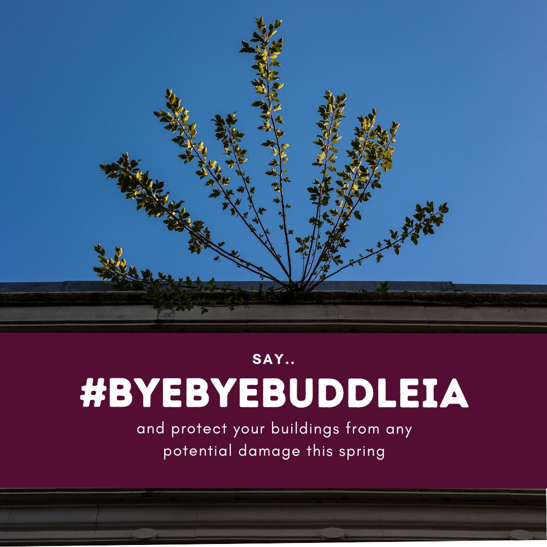 The Buddleia Davidii, commonly known as the Butterfly Bush, has been identified as a highly invasive species that poses a significant risk to buildings. 🌱 Protect yourself and prevent potential devastation, by removing any Buddleia Davidii growing on or near your building.