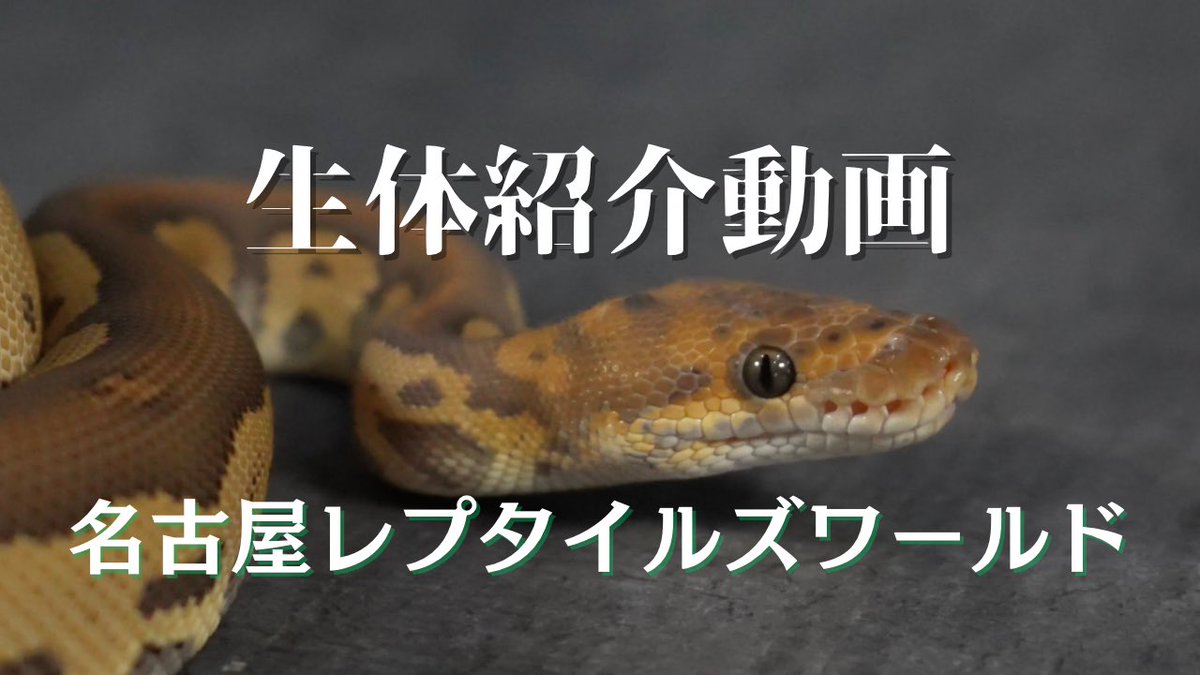 【動画更新】
明日からのナゴレプに連れていく
個体の紹介動画です🧘
いつものイベントとは一味違う生体を連れて行きます。
ご覧頂き！ゆっくりお休みください💤

⇩動画⇩
youtu.be/oSXcZjSz7V8

#DEUナゴレプ