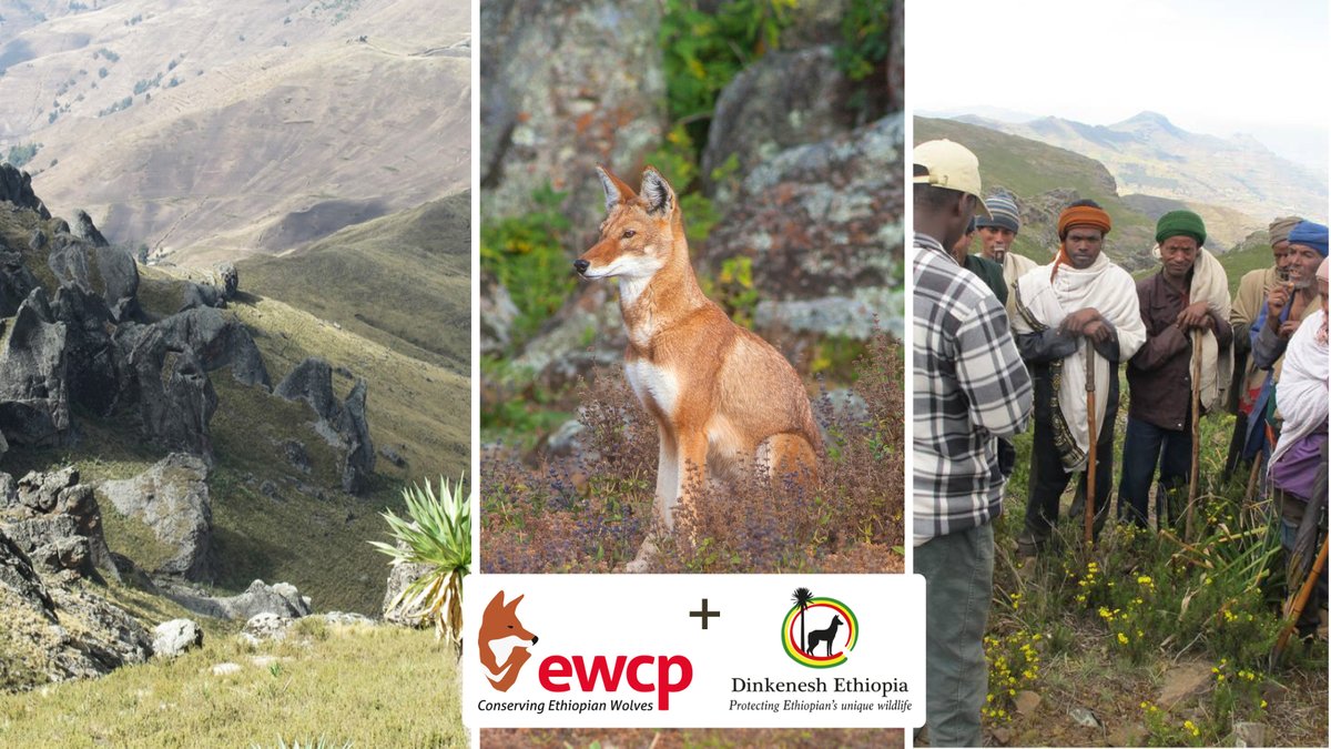 WildCRU is excited to welcome Dinkenesh Ethiopia as an Ethiopian Wolf Conservation Programme partner - a new #indigenous NGO established to increase understanding of the nation's biodiversity & help protect #Ethiopianwolves & other endemic species. See: bit.ly/3xc4EnH