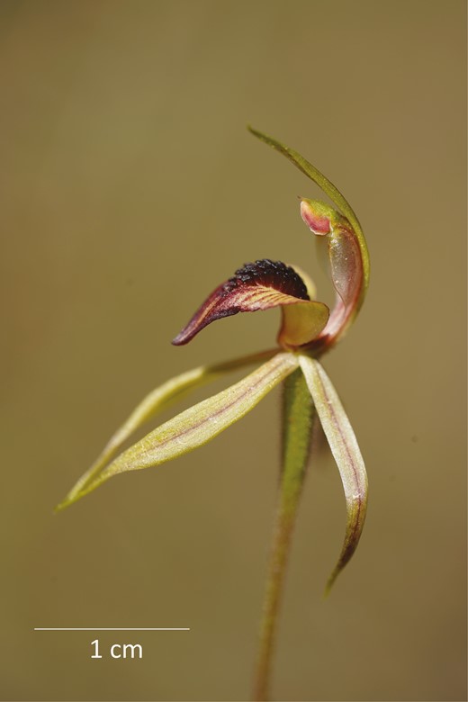 The sexually-deceptive thick-lipped spider-orchid showed resilience to a one-off summer fire, with pollination rates unaffected, demonstrating persistent #ecological interactions! Find out more below 👇 ow.ly/eAkg50QVVi6 @LinneanSociety @OxfordJournals