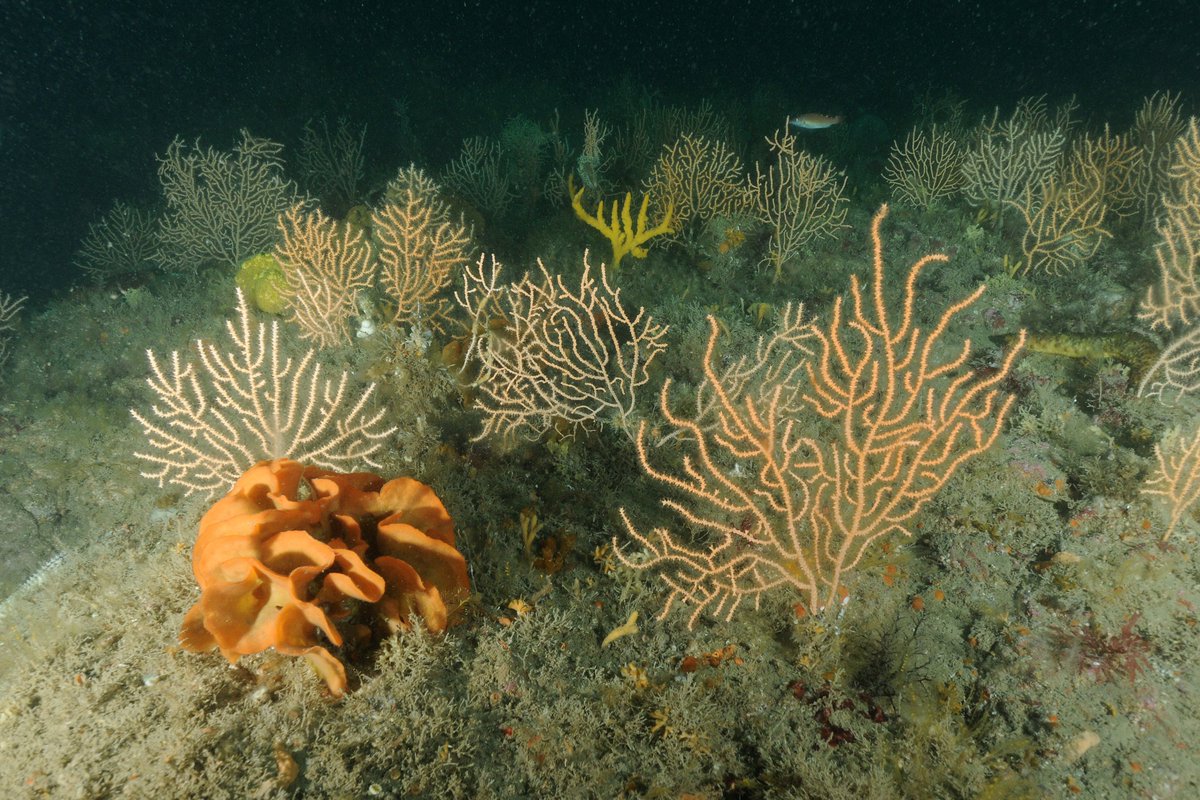 A new byelaw prohibiting the use of bottom towed gear in specific areas within 13 English offshore #marineprotectedareas that contain valuable reef and rocky habitats is now in force: bit.ly/3IR1ecR @DefraGovUK Image credit: @NaturalEngland/ Keith Hiscock #hiddenseas