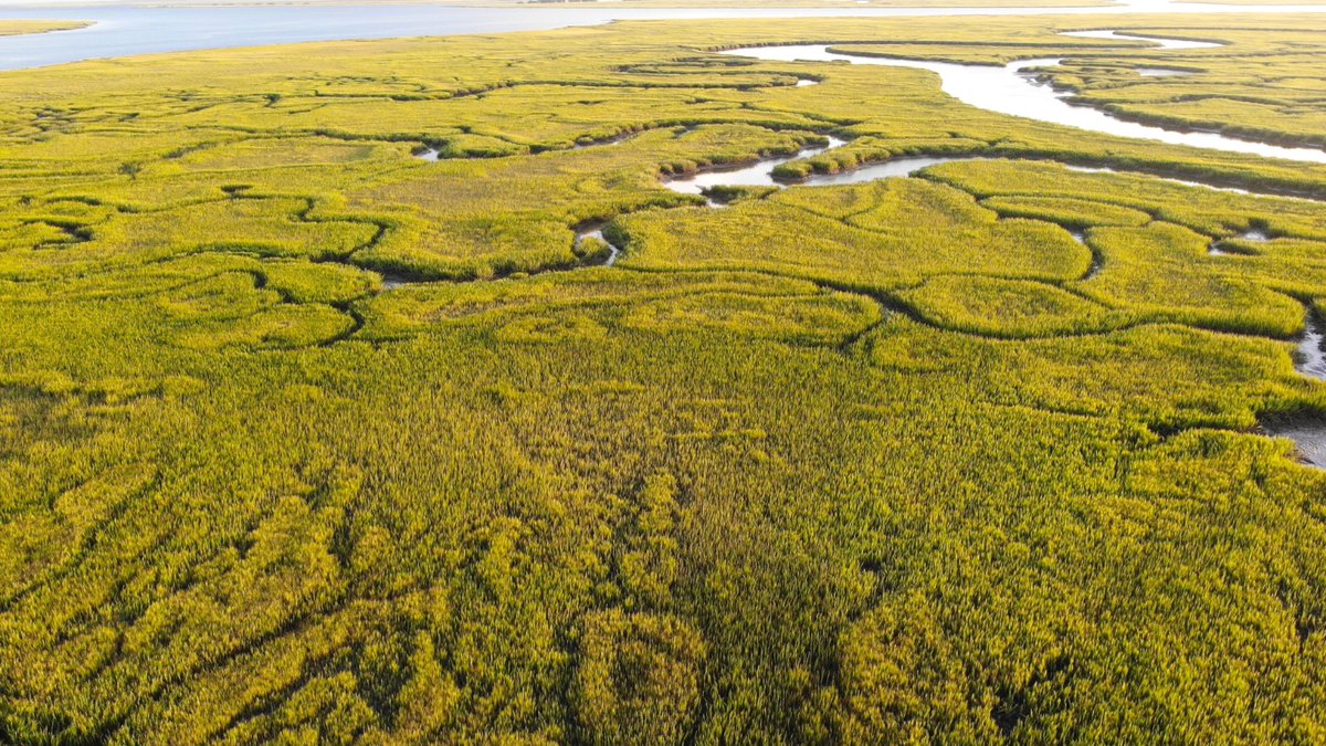 Florida Sea Grant (@floridaseagrant) on Twitter photo The National Estuarine Research Reserve System was created through the Coastal Zone Management Act by <a href="/NOAA/">NOAA</a> to protect & study estuarine systems. Stay tuned for new education lesson plans that were developed in partnership with <a href="/vaseagrant/">Virginia Sea Grant</a> based on research at the GTM NERR. ๐๐ The National Estuarine Research Reserve System was created through the Coastal Zone Management Act by <a href="/NOAA/">NOAA</a> to protect & study estuarine systems. Stay tuned for new education lesson plans that were developed in partnership with <a href="/vaseagrant/">Virginia Sea Grant</a> based on research at the GTM NERR. ๐๐
