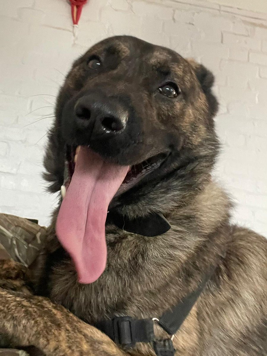 Meet MWD Toro, a 3 yr old Dutch Herder. He is boisterous, but lacks the tenacity required for Service. If you have applied for rehoming & feel Toro is suitable for you, please confirm this by checking the full criteria on our Facebook / Instagram. #DATR #Rehoming #DutchHerder