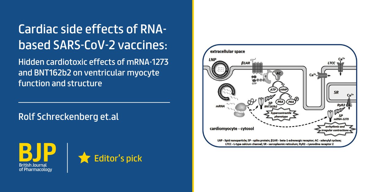 BritPharmSoc's tweet photo. 🫀 'Cardiac side effects of RNA-based SARS-CoV-2 vaccines: Hidden cardiotoxic effects of mRNA-1273 and BNT162b2 on ventricular myocyte function and structure'
- Rolf Schreckenberg et. al
👉 https://t.co/4wkMTmD2mW
#SARSCoV2 #COVID19 #cardiotoxic #mRNA1273 #BNT162b2 https://t.co/p0bSnaKfKj