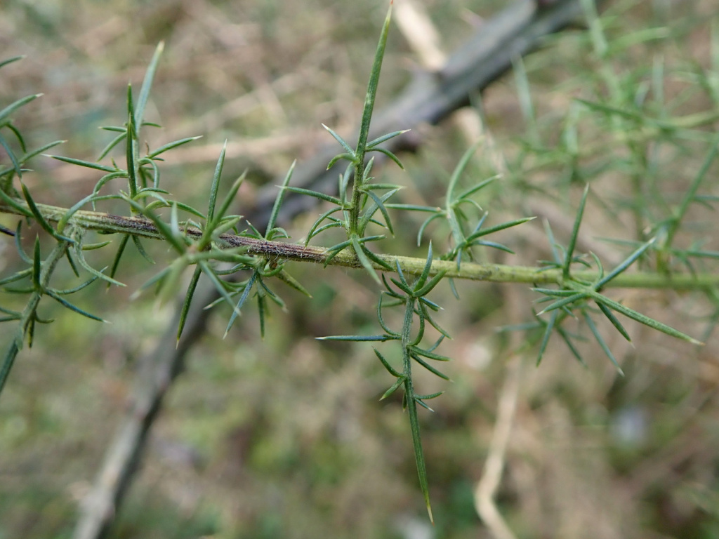 #RecordOfTheWeek today is Gorse Midget (Phyllonorycter ulicicolella), found at Lamby Lake by George Tordoff, the first record in VC35. The larvae of this Nationally Scarce B moth mines the shoots of Gorse. Many thanks for the record & photo, submitted via sewbrecord.org.uk