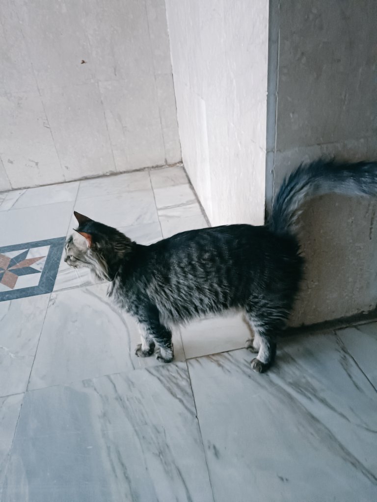 HusainMoe's tweet photo. لقيت سديcat🐱❤️ https://t.co/8rKw7v3W81