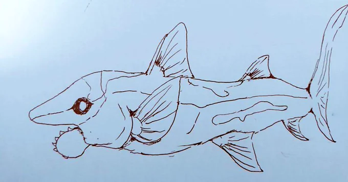 高校の時に描いたヘリコプリオン出てきた 