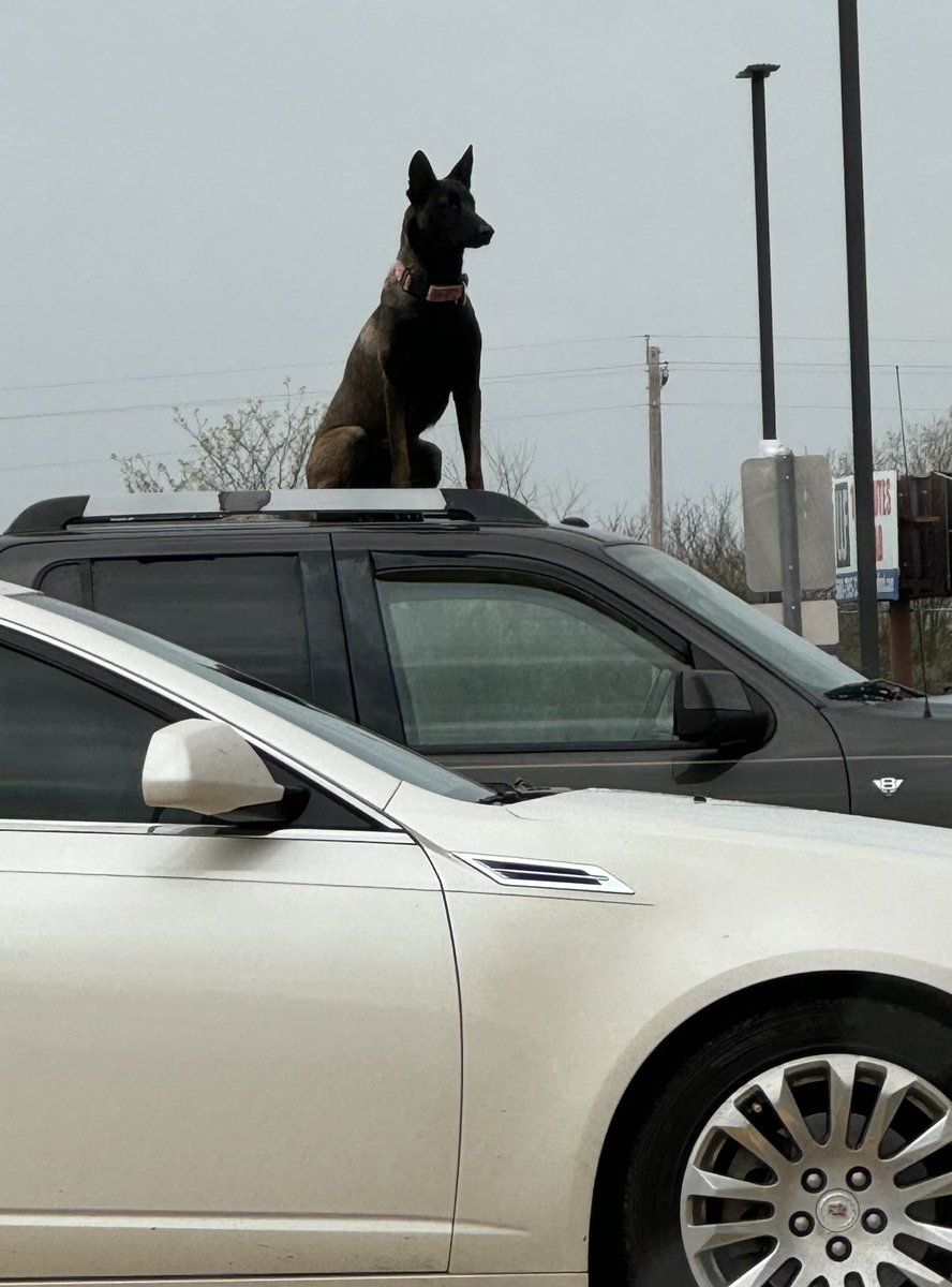 24jlsmith216's tweet photo. This has to be the best anti theft device ever!! He sat at attention until his owner came out and NO ONE walked near that truck ๐! #amazingdog https://t.co/c2z3J9bJ0I