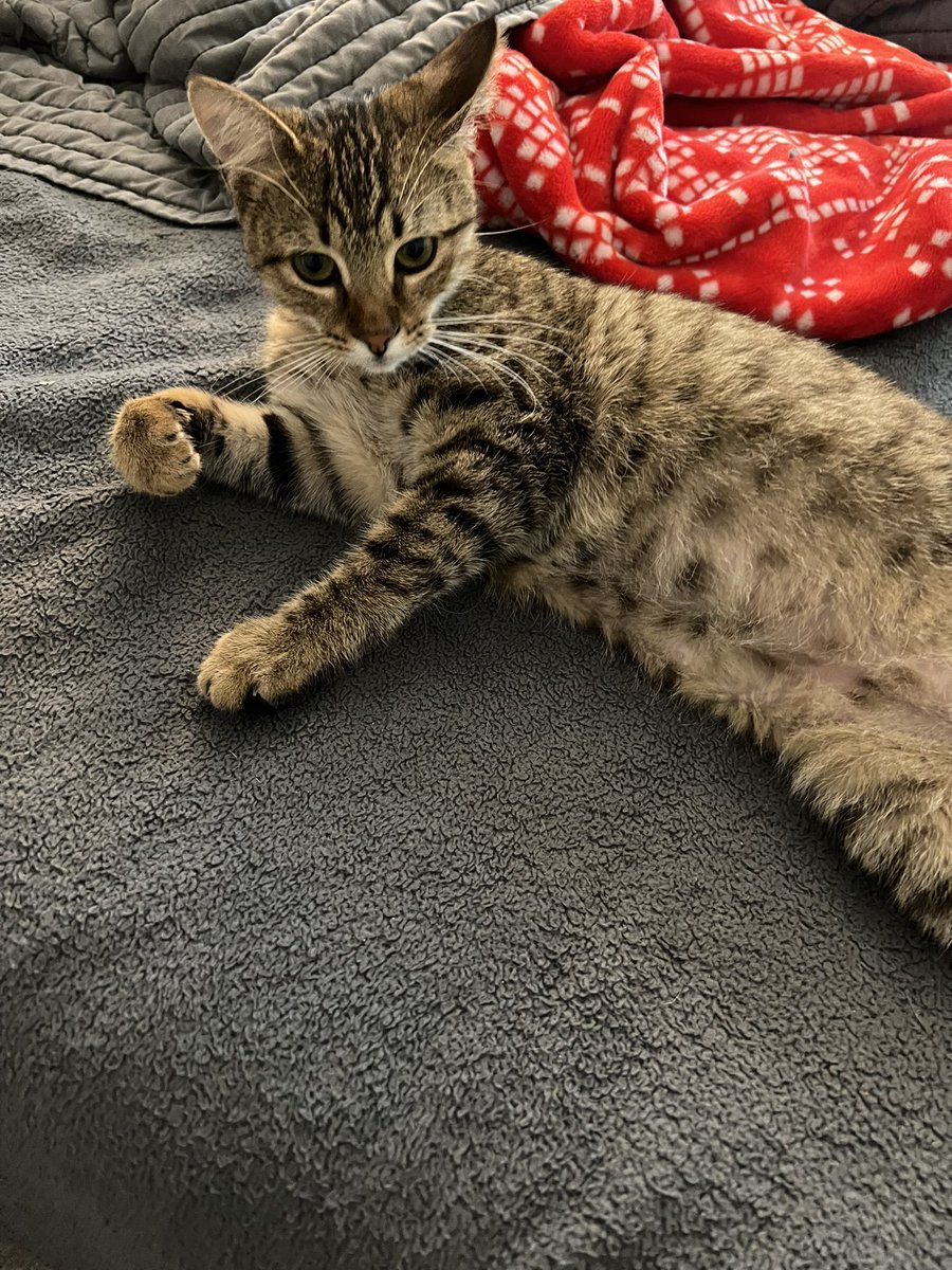 Update: I got a cat! Her name is Josephine, she doesn’t like to sit still so this is the best pic I got 🥰