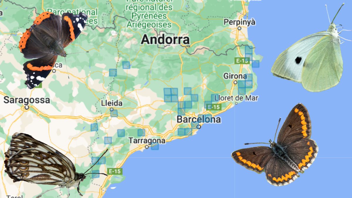 A quina d'aquestes 4 papallones creieu que correspon aquesta distribució geogràfica a #Catalunya? 🤔 1⃣ Atalanta (Vanessa atalanta) 2⃣ Papallona de la col (Pieris brassicae) 3⃣ Escac ferruginós (Melanargia occitanica) 4⃣ Moreneta meridional (Aricia cramera) Ho resolem dilluns 😉