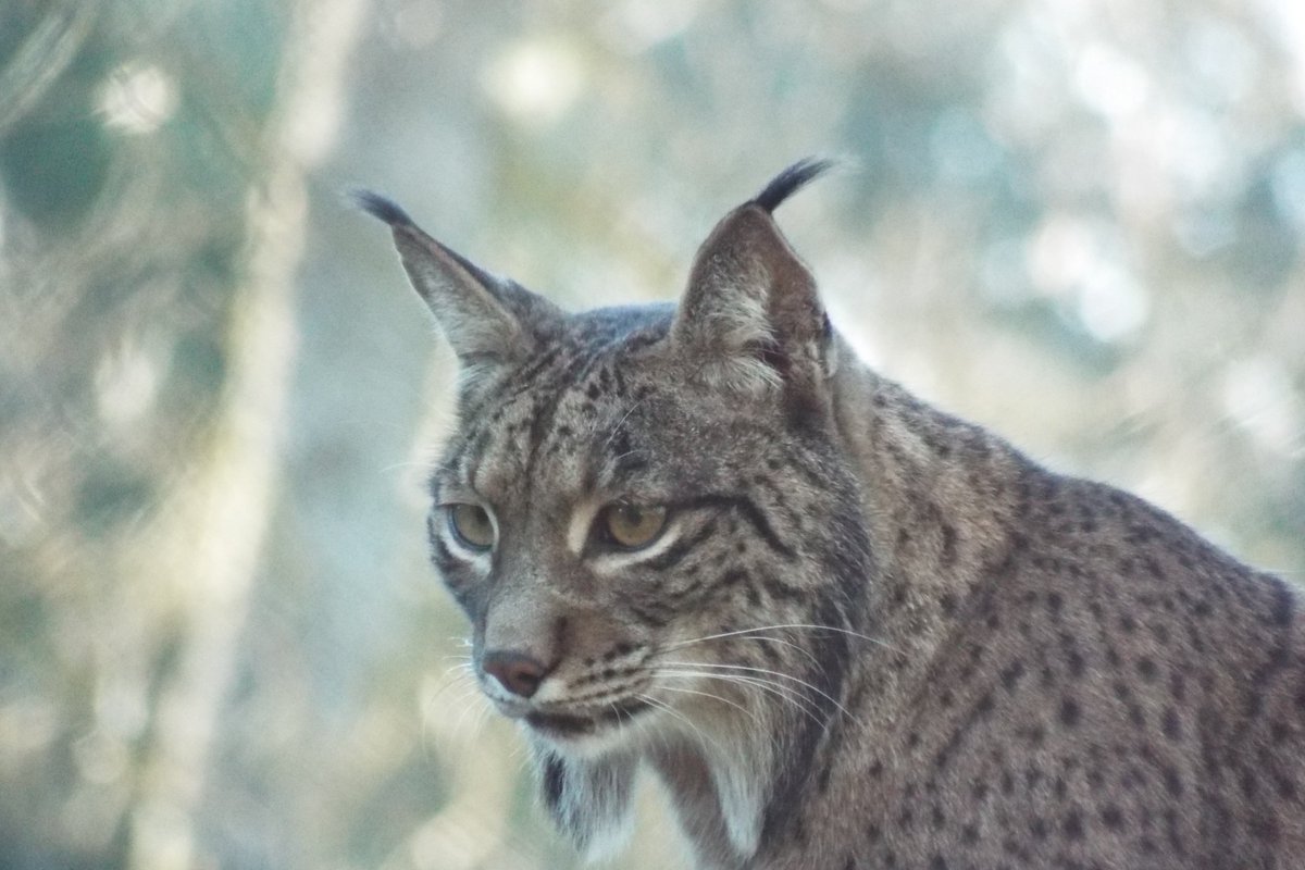 19 years ago Iberian Lynx were in danger of extinction. But a breeding program started & Monday is 19th anniversary of the 1st captive bred Lynx being born. Back then, only 150 Lynx existed, now wild population in Spain is around 1700. Predators can come back if we let them.