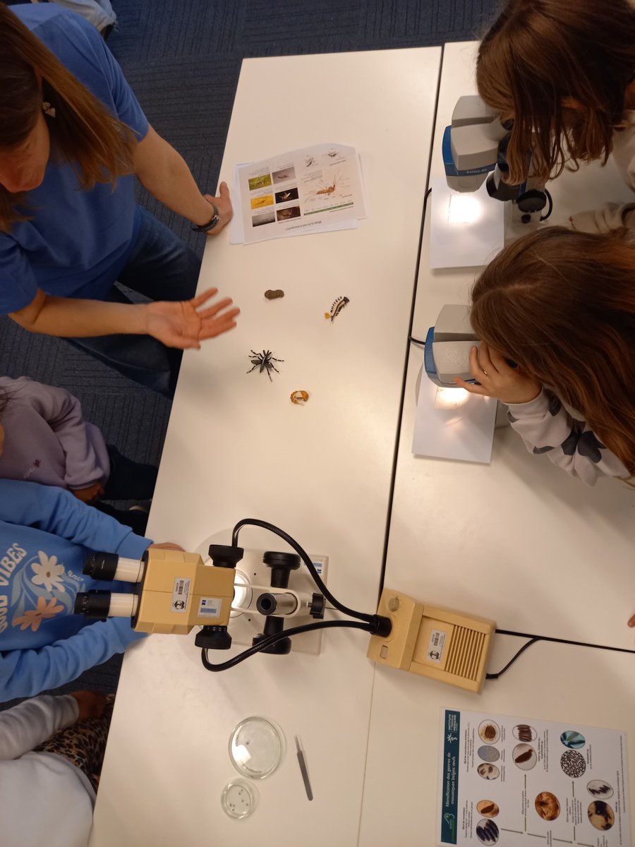 MarieHermy's tweet photo. Today we are explaing everything about the #tigermosquito during #PrintempsdesSciences with @sciensano  and @ITMantwerp https://t.co/GiskQgZyQE