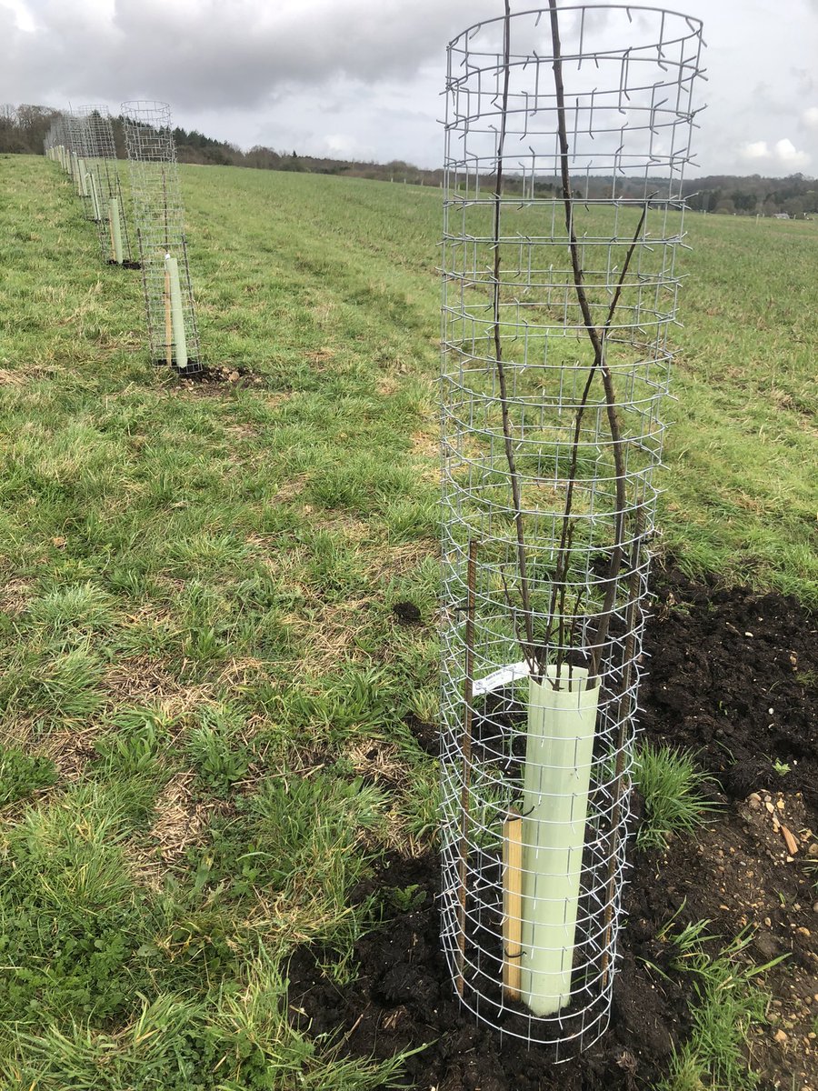 Spring’s sprung? Hedgerows of blossom.
The Grove is now fully planted thanks to 3 generations of Brights gapping up with a Matravers (cider apple). 

Thanks too to the <a href="/CranborneEstate/">Cranborne Estate</a> farm staff  fitting the tree guards. Do take care as they do have sharp barbs on when visiting.