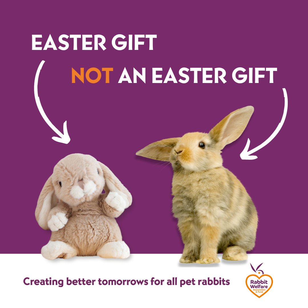❌ Rabbits are not good pets for children & are most definitely not a good Easter gift ❌ Please educate yourself on everything involved in their care before adding bunnies to your family! Download your free copy of 'The Hop' to learn more: rabbitwelfare.co.uk/rabbit-care-bo…